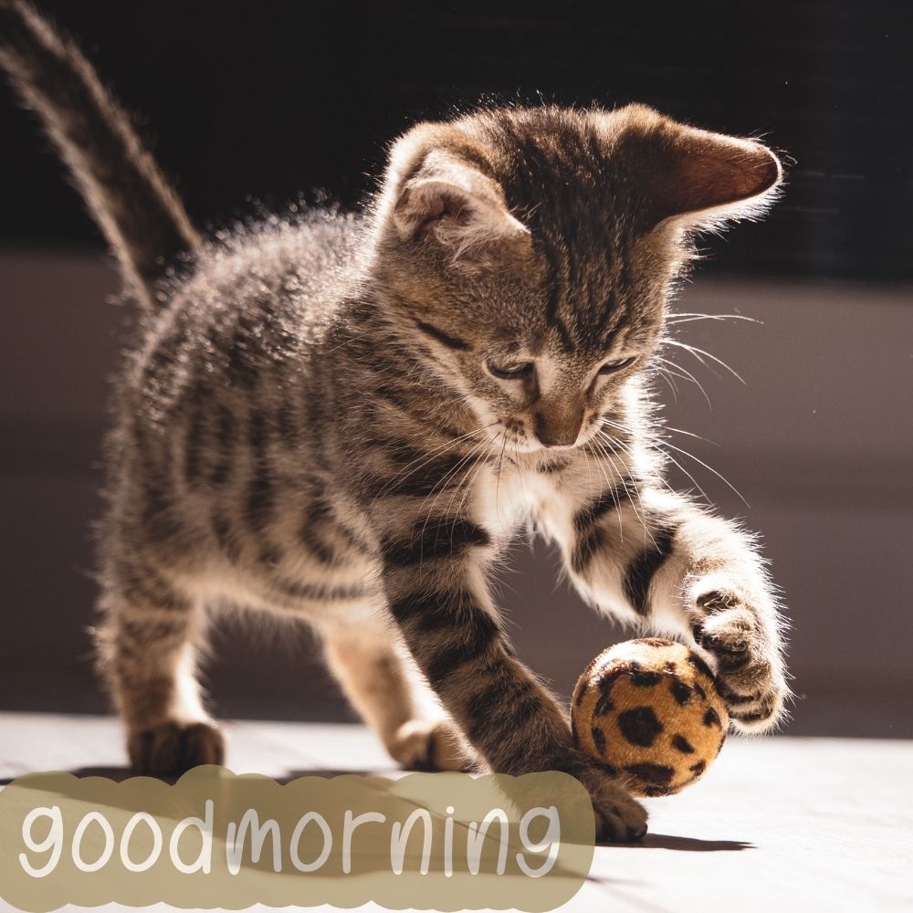 Good Morning Images With Cats | Good Morning Images With Cats quotes and wishes
