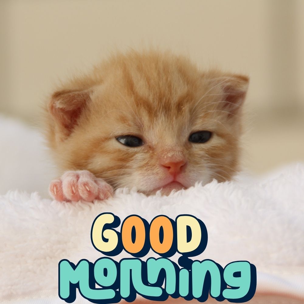 Good Morning Images With Cats | Good Morning Images With Cats quotes and wishes