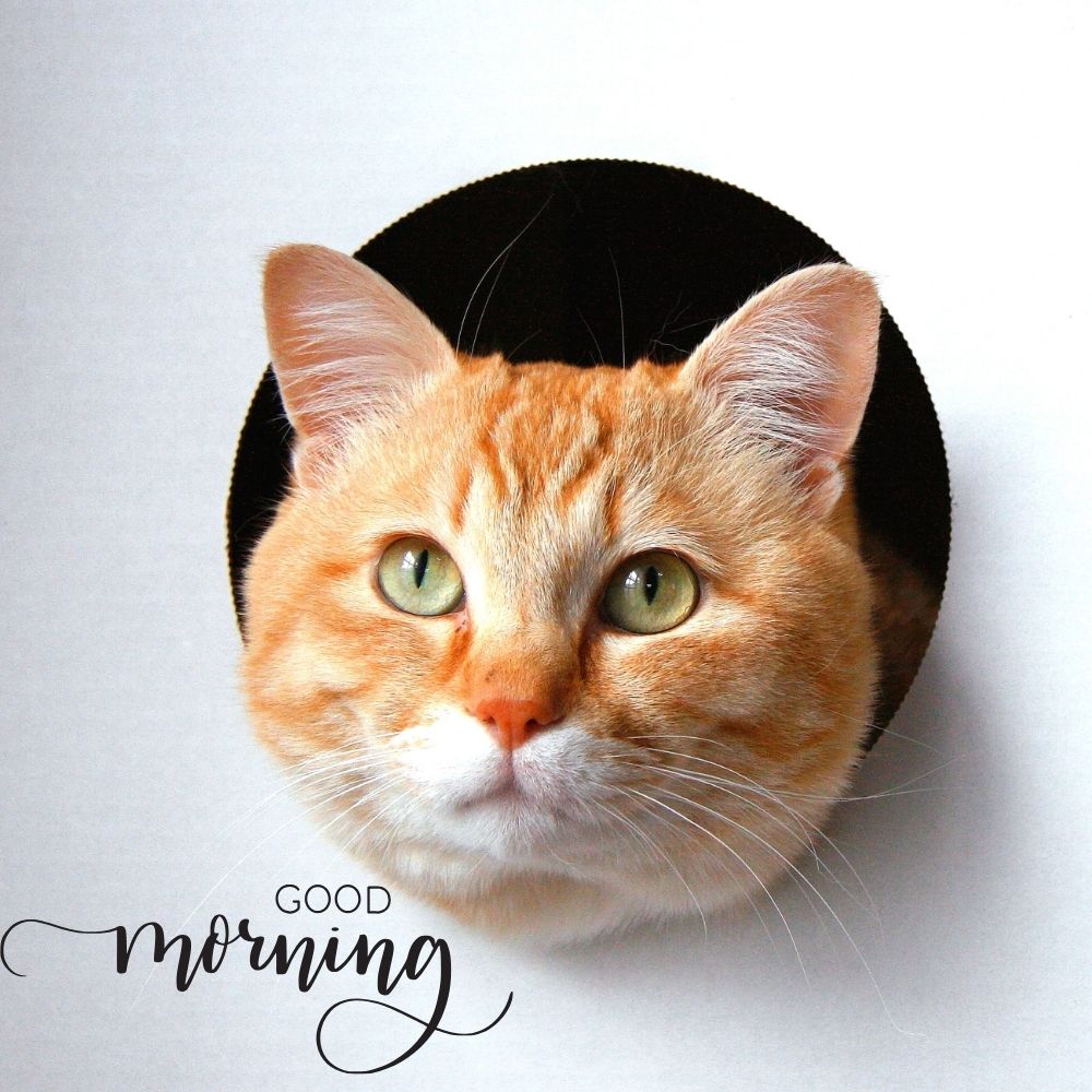 Good Morning Images With Cats | Good Morning Images With Cats quotes and wishes