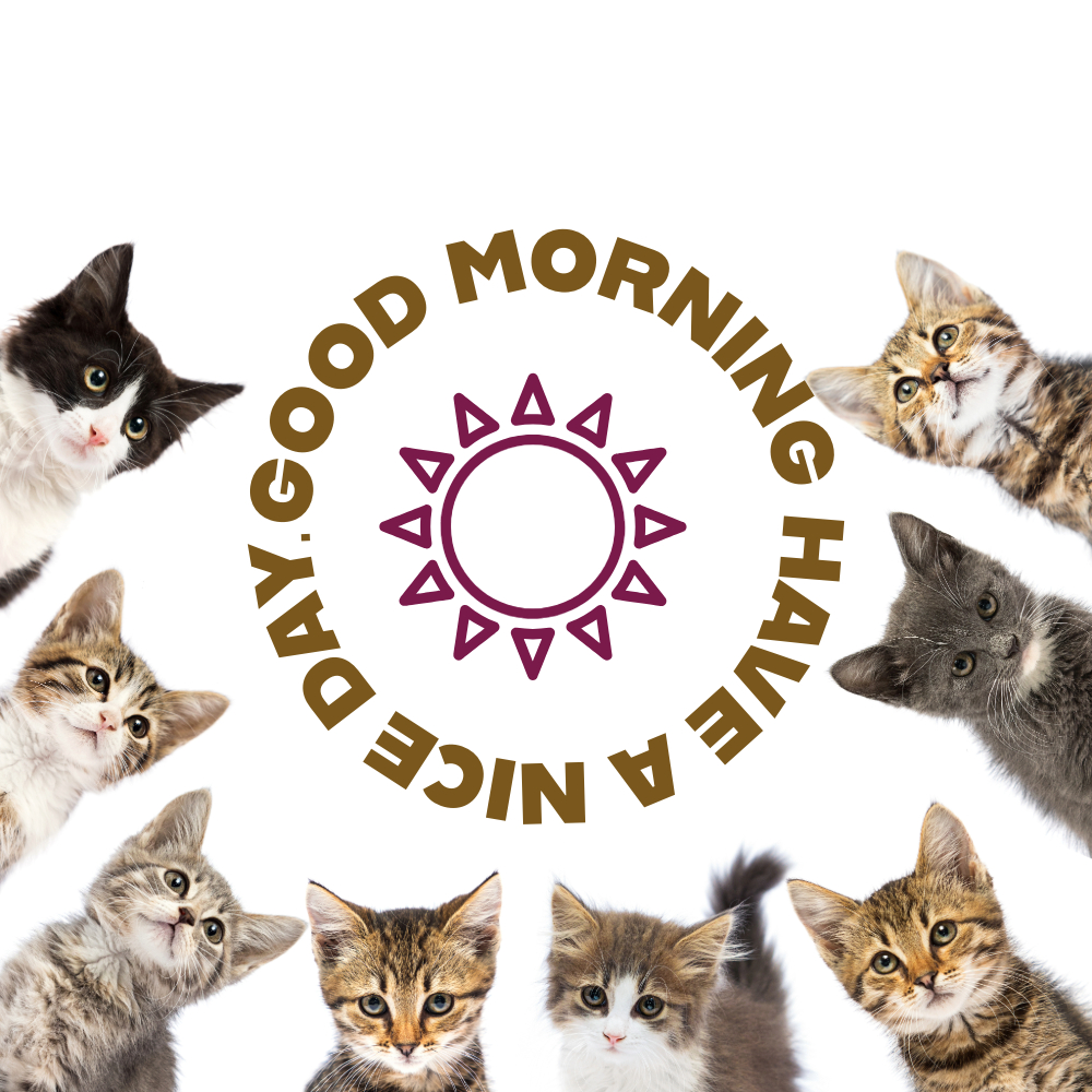 Good Morning Images With Cats | Good Morning Images With Cats quotes and wishes