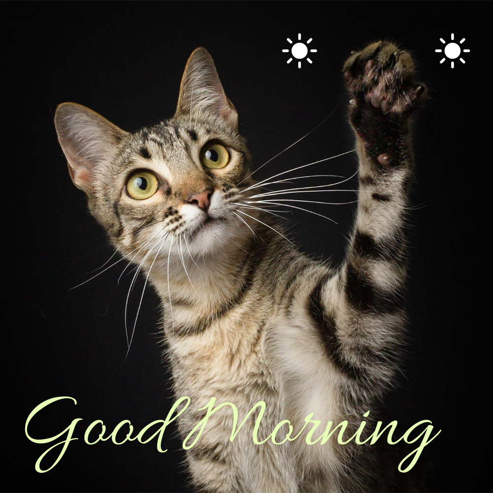 Good Morning Images With Cats | Good Morning Images With Cats quotes and wishes