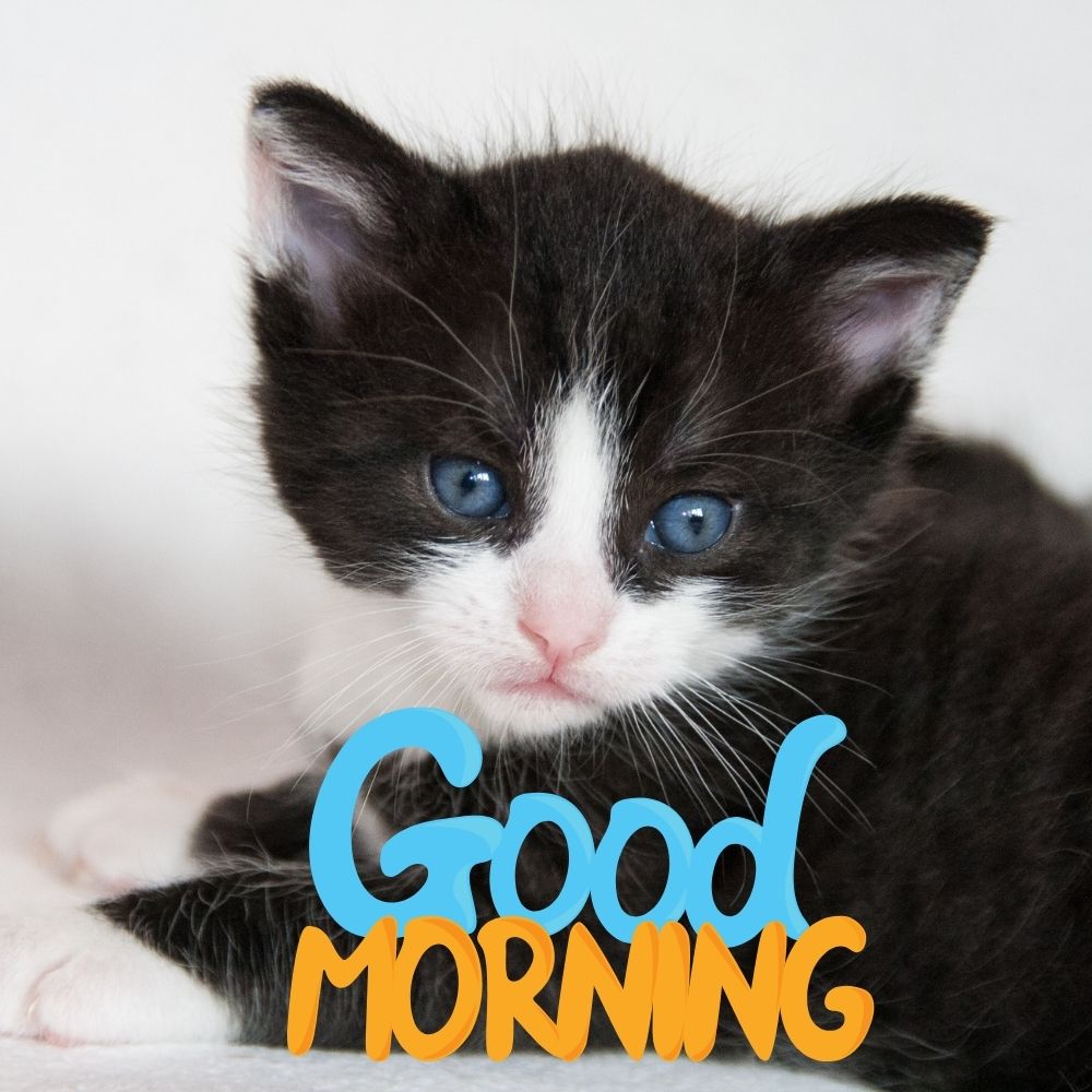 Good Morning Images With Cats | Good Morning Images With Cats quotes and wishes