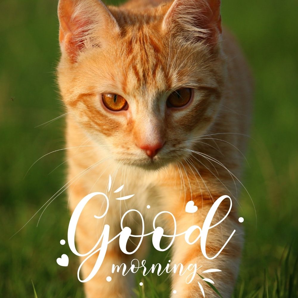 Good Morning Images With Cats | Good Morning Images With Cats quotes and wishes