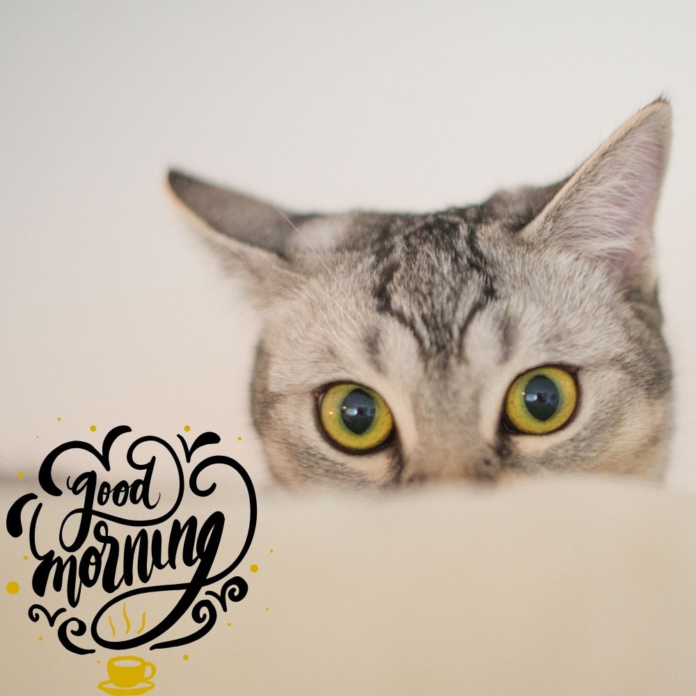 Good Morning Images With Cats | Good Morning Images With Cats quotes and wishes