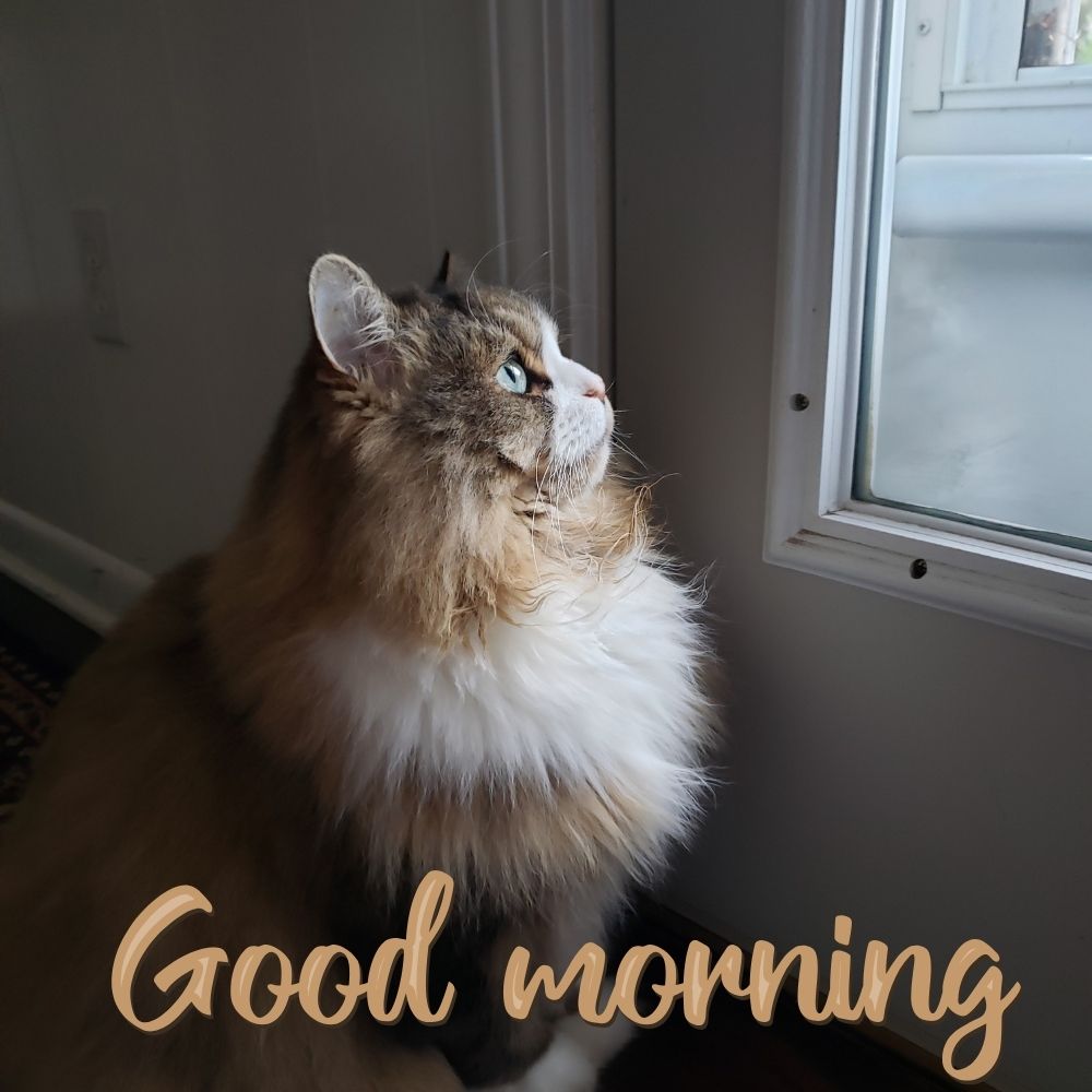Good Morning Images With Cats | Good Morning Images With Cats quotes and wishes