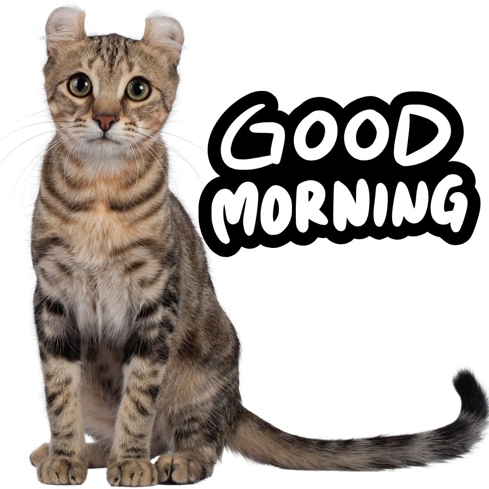 Good Morning Images With Cats | Good Morning Images With Cats quotes and wishes