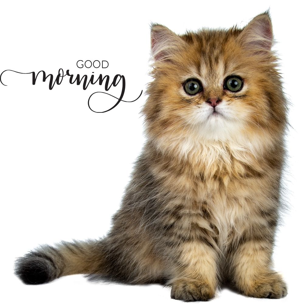 Good Morning Images With Cats | Good Morning Images With Cats quotes and wishes