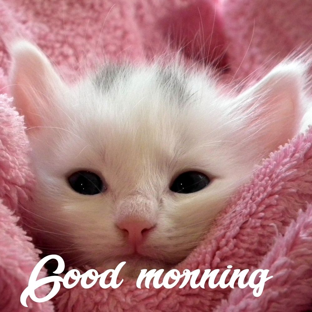 Good Morning Images With Cats | Good Morning Images With Cats quotes and wishes
