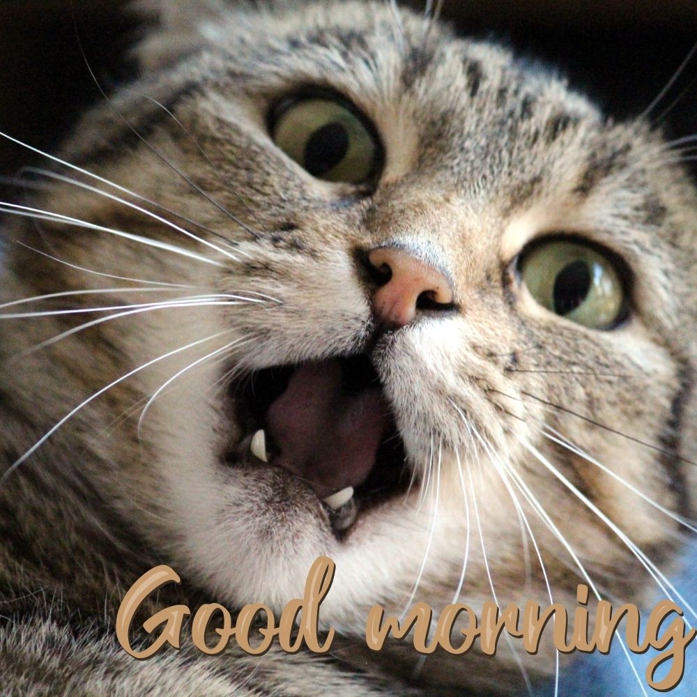 Good Morning Images With Cats | Good Morning Images With Cats quotes and wishes