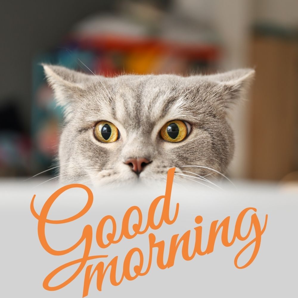 Good Morning Images With Cats | Good Morning Images With Cats quotes and wishes