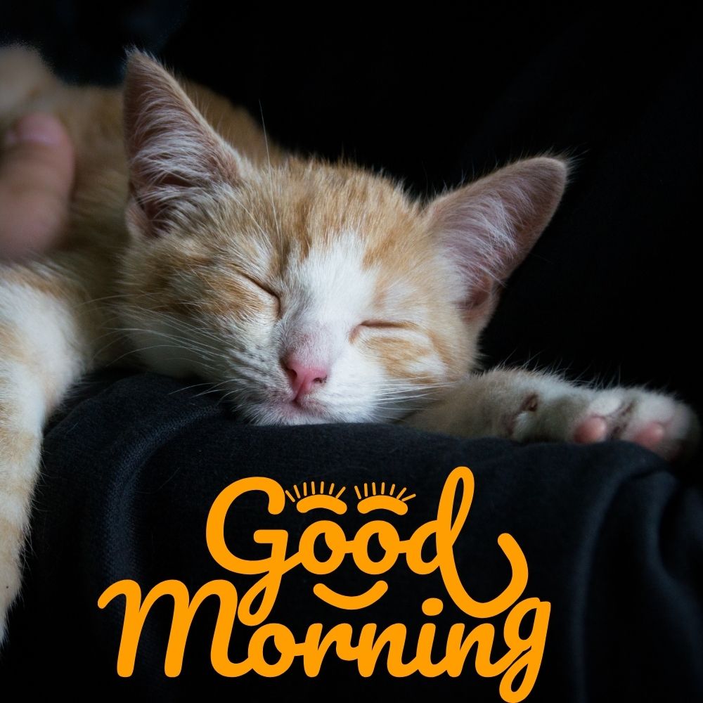 Good Morning Images With Cats | Good Morning Images With Cats quotes and wishes