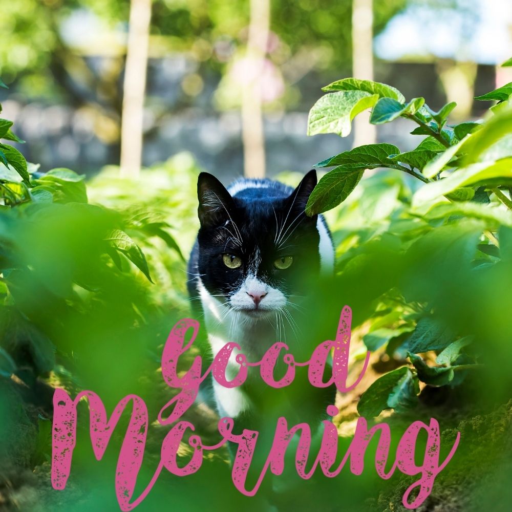 Good Morning Images With Cats | Good Morning Images With Cats quotes and wishes