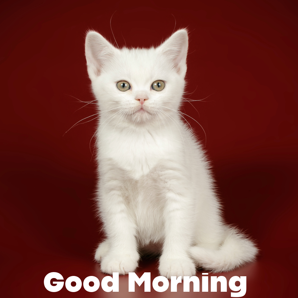 Good Morning Images With Cats | Good Morning Images With Cats quotes and wishes