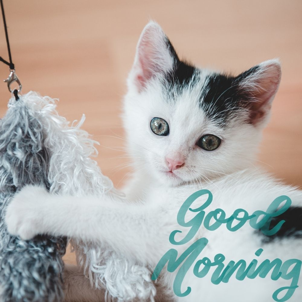 Good Morning Images With Cats | Good Morning Images With Cats quotes and wishes