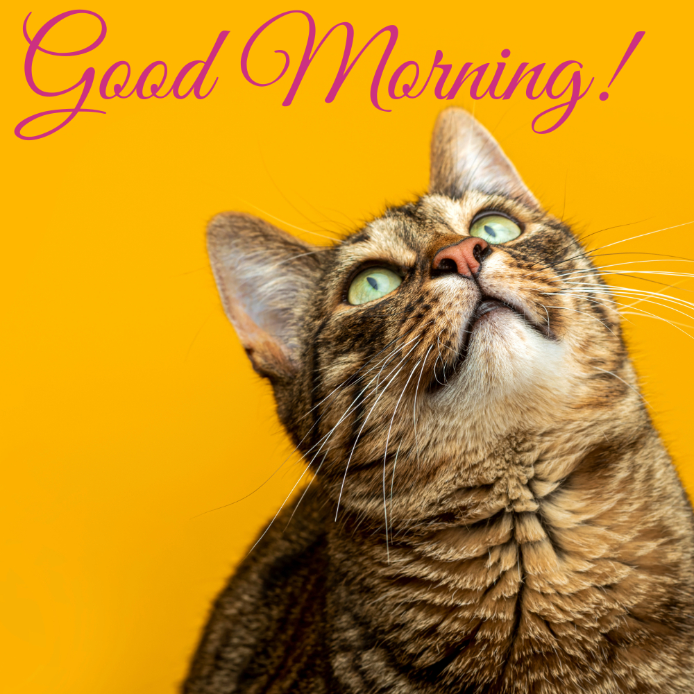 Good Morning Images With Cats | Good Morning Images With Cats quotes and wishes