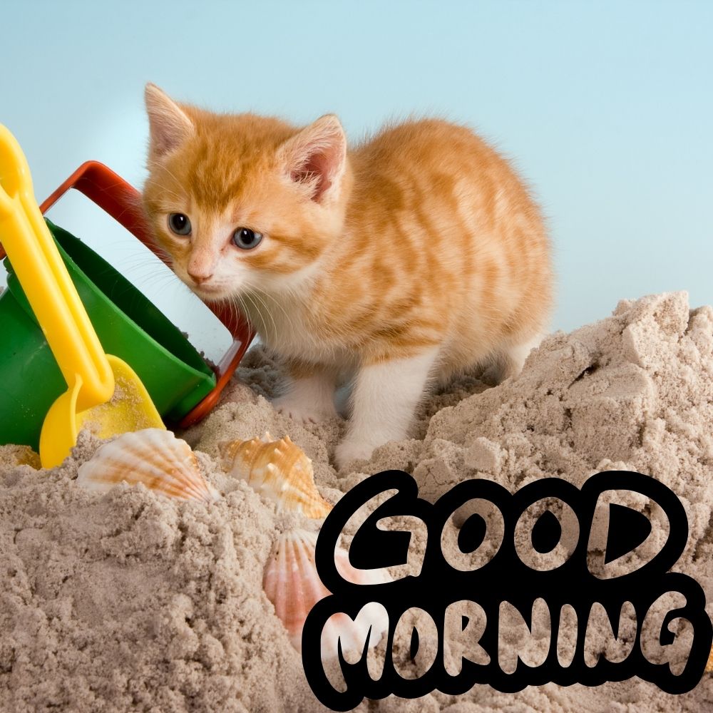 Good Morning Images With Cats | Good Morning Images With Cats quotes and wishes
