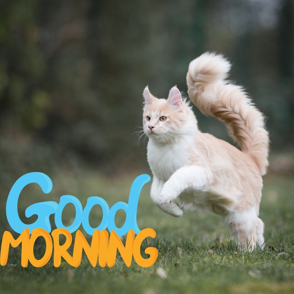 Good Morning Images With Cats | Good Morning Images With Cats quotes and wishes