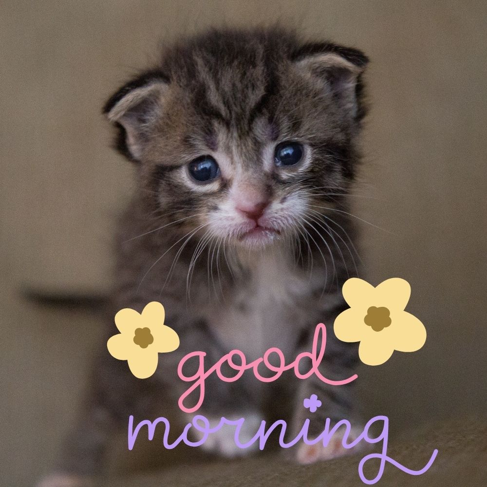 Good Morning Images With Cats | Good Morning Images With Cats quotes and wishes