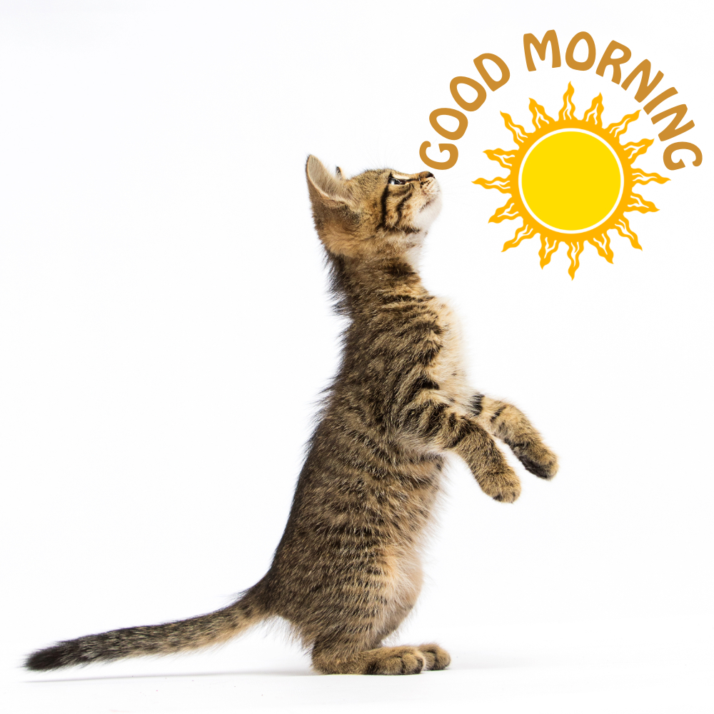 Good Morning Images With Cats | Good Morning Images With Cats quotes and wishes