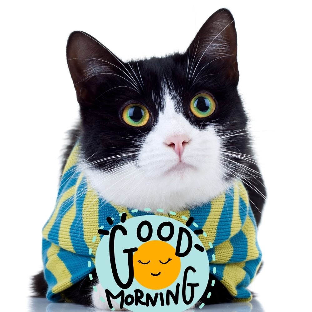 Good Morning Images With Cats | Good Morning Images With Cats quotes and wishes