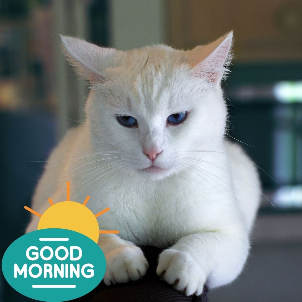 Good Morning Images With Cats | Good Morning Images With Cats quotes and wishes