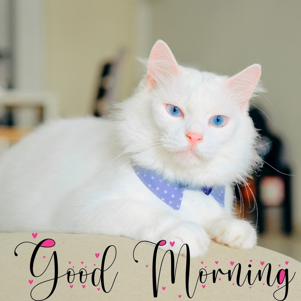 Good Morning Images With Cats | Good Morning Images With Cats quotes and wishes