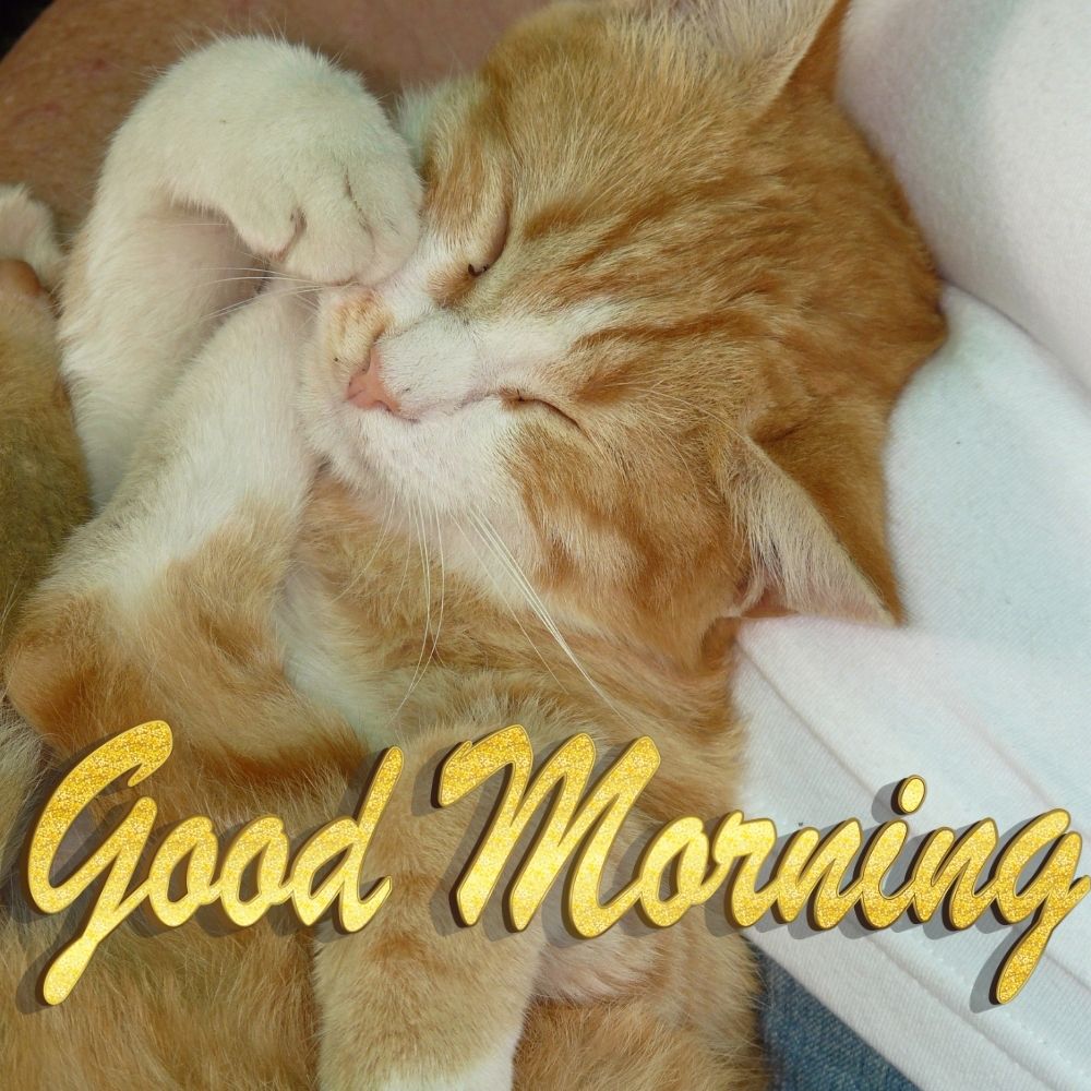 Good Morning Images With Cats | Good Morning Images With Cats quotes and wishes