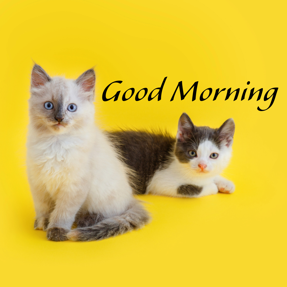 Good Morning Images With Cats | Good Morning Images With Cats quotes and wishes