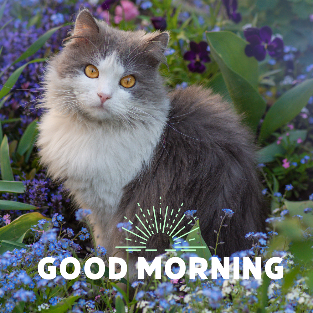 Good Morning Images With Cats | Good Morning Images With Cats quotes and wishes