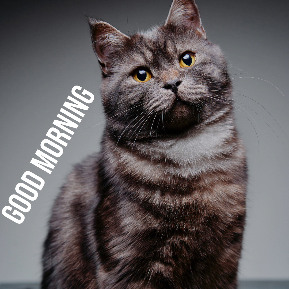 Good Morning Images With Cats | Good Morning Images With Cats quotes and wishes