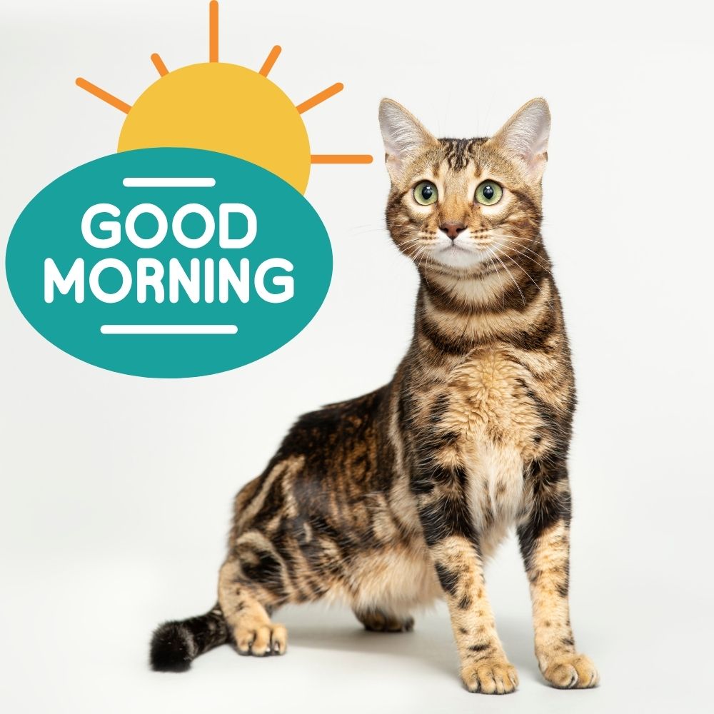 Good Morning Images With Cats | Good Morning Images With Cats quotes and wishes