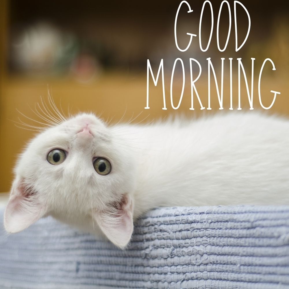 Good Morning Images With Cats | Good Morning Images With Cats quotes and wishes