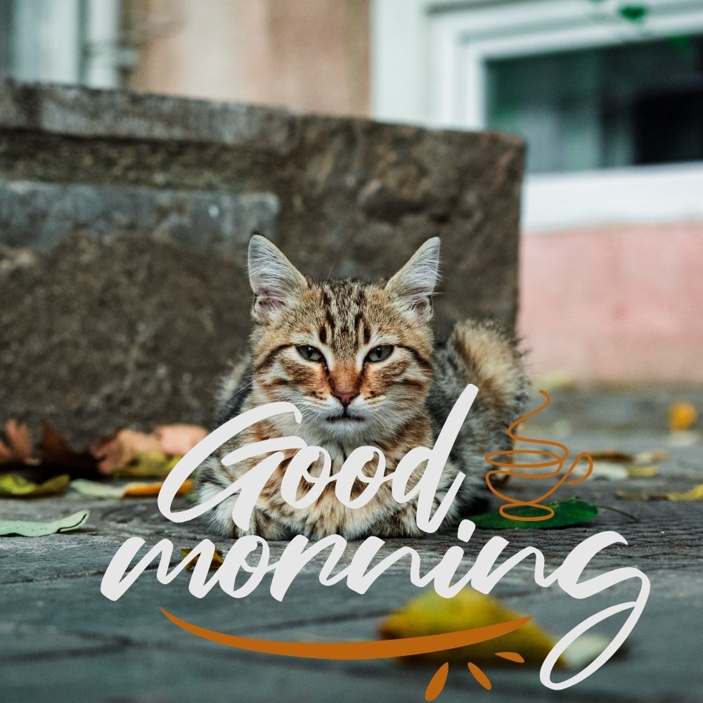 Good Morning Images With Cats | Good Morning Images With Cats quotes and wishes