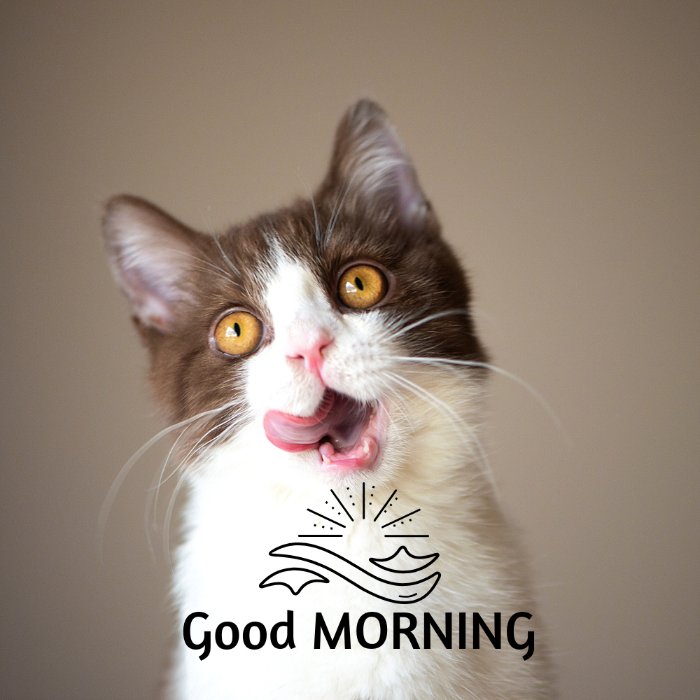 Good Morning Images With Cats | Good Morning Images With Cats quotes and wishes