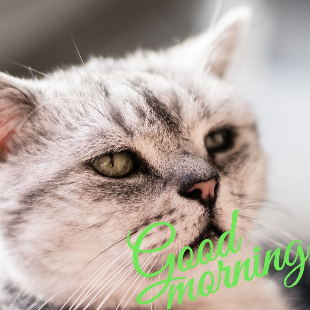 Good Morning Images With Cats | Good Morning Images With Cats quotes and wishes