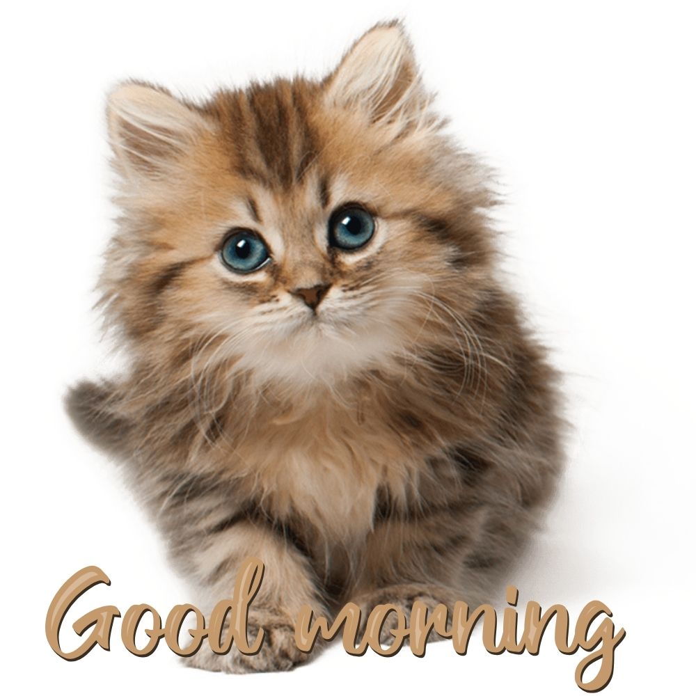 Good Morning Images With Cats | Good Morning Images With Cats quotes and wishes