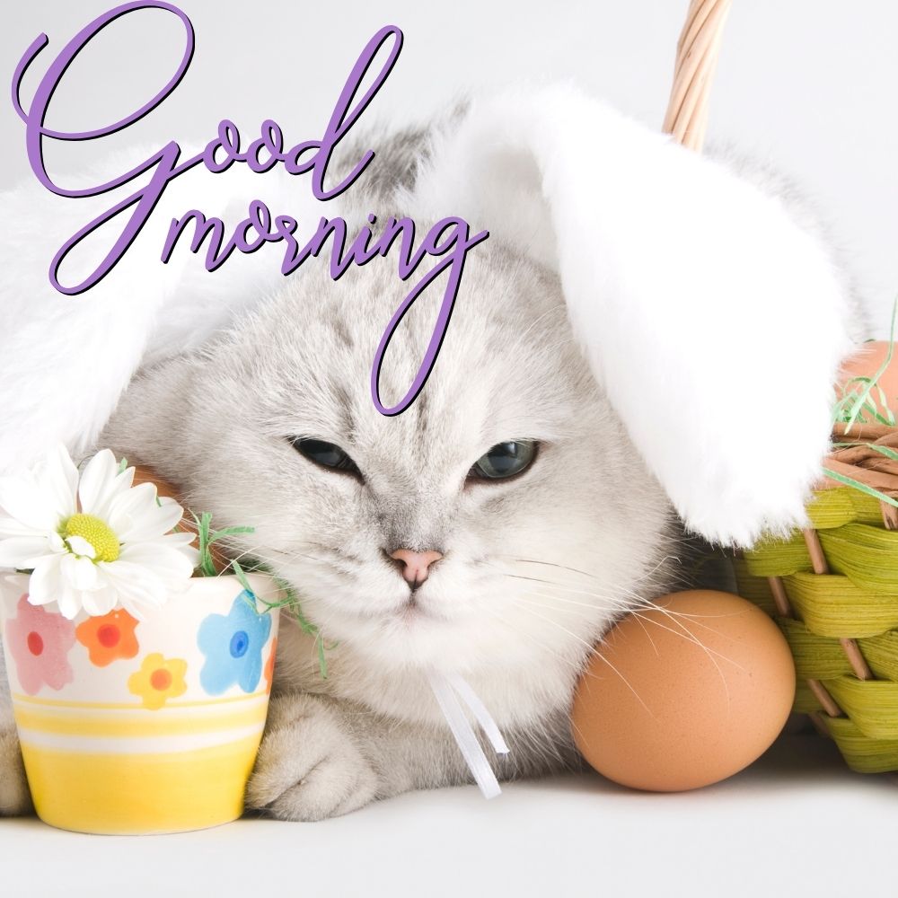 Good Morning Images With Cats | Good Morning Images With Cats quotes and wishes