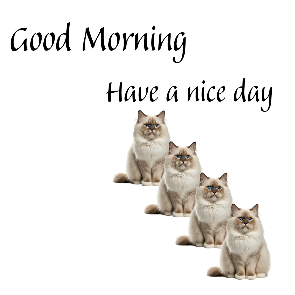 Good Morning Images With Cats | Good Morning Images With Cats quotes and wishes