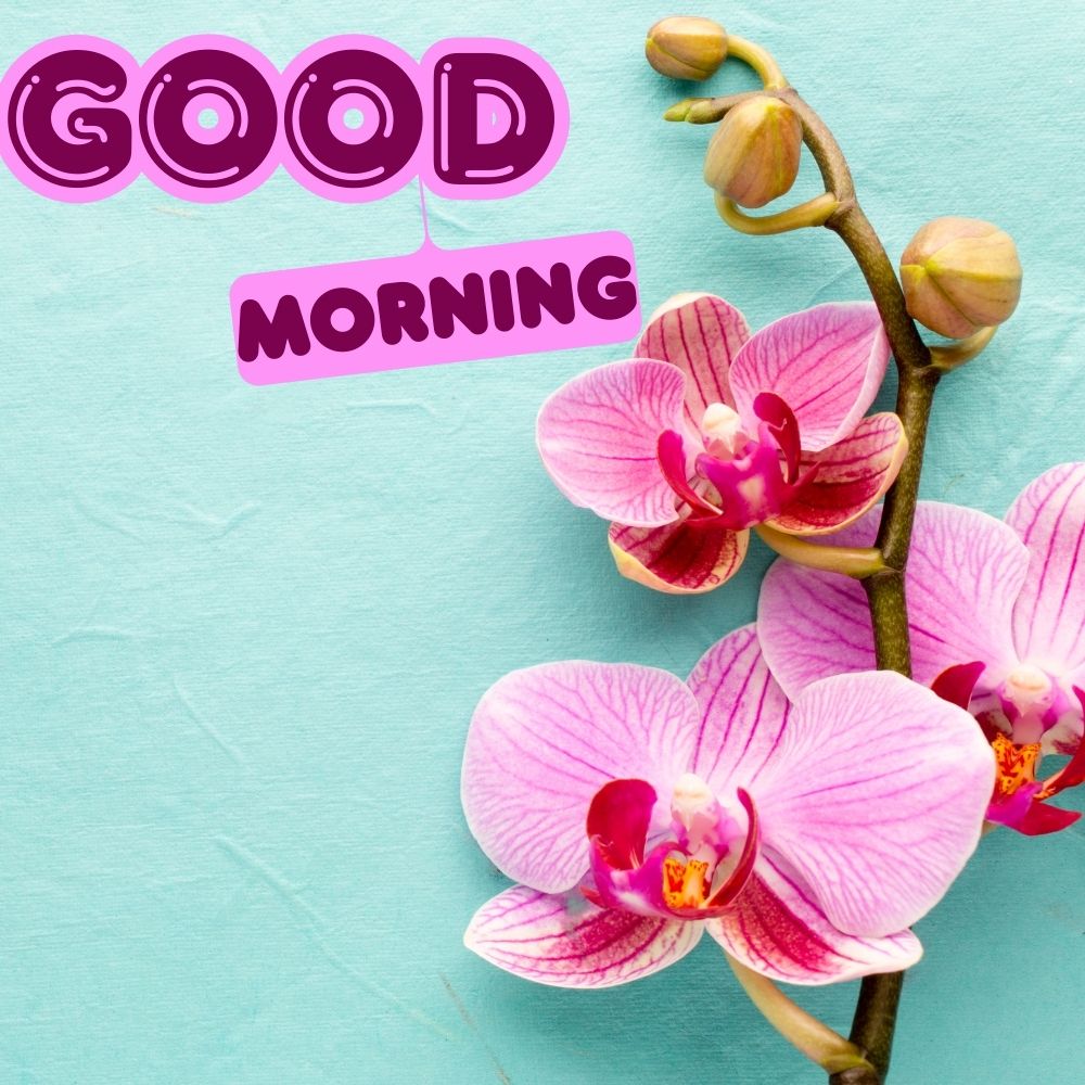 Good Morning Images With Flowers | Good Morning Images With Flowers quotes and wishes