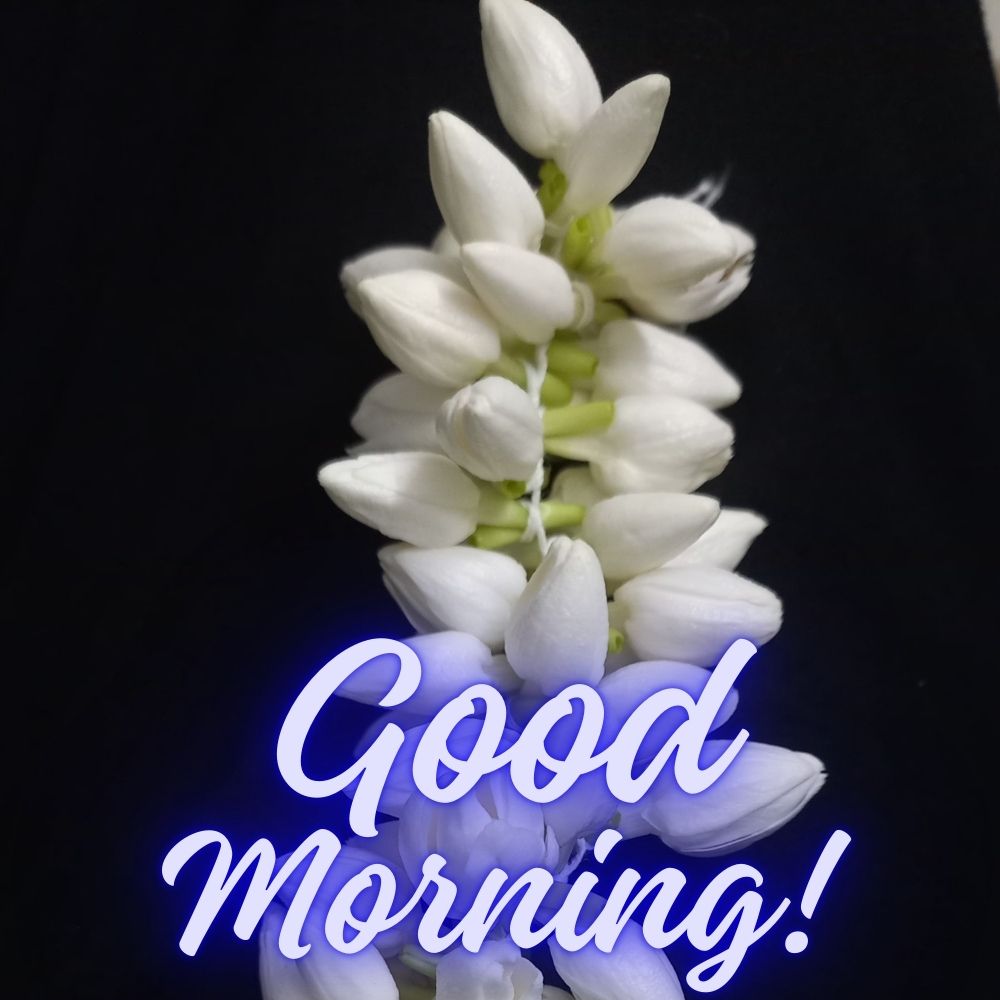 Good Morning Images With Flowers | Good Morning Images With Flowers quotes and wishes