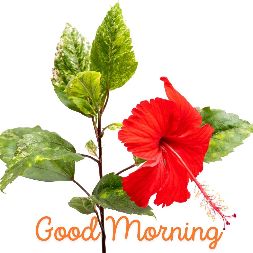 Good Morning Images With Flowers | Good Morning Images With Flowers quotes and wishes