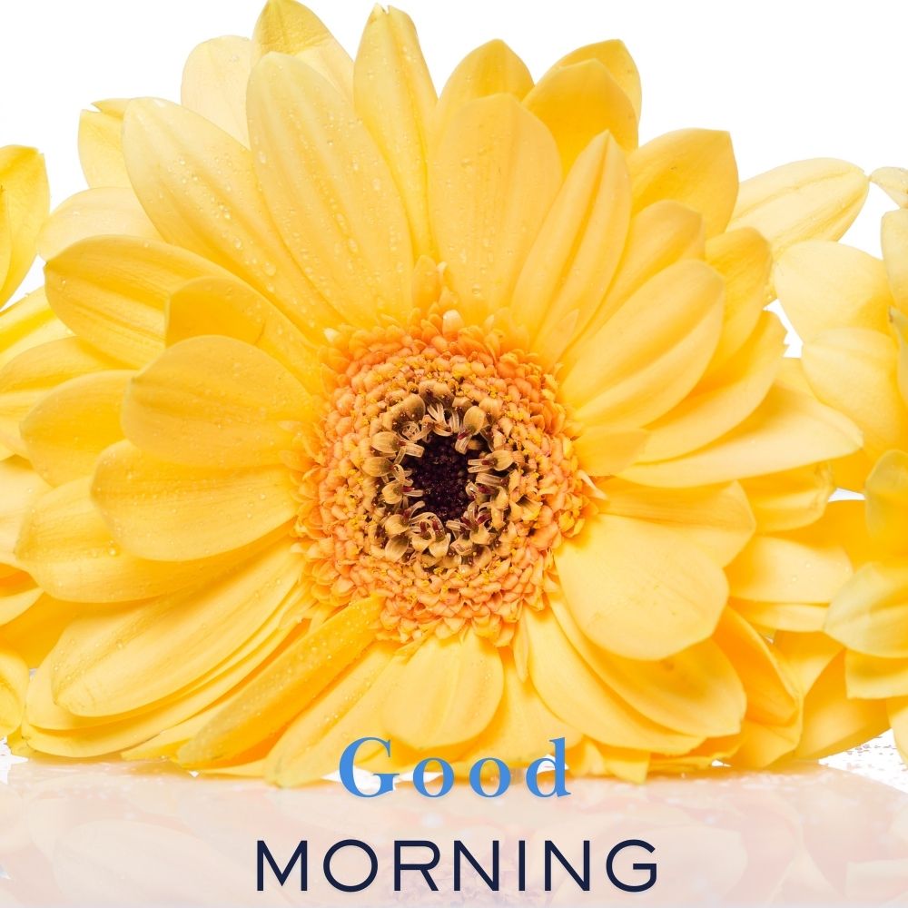 Good Morning Images With Flowers | Good Morning Images With Flowers quotes and wishes