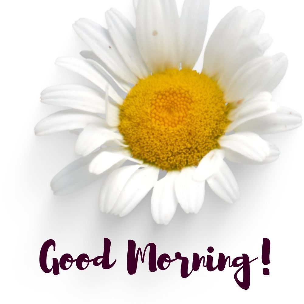 Good Morning Images With Flowers | Good Morning Images With Flowers quotes and wishes