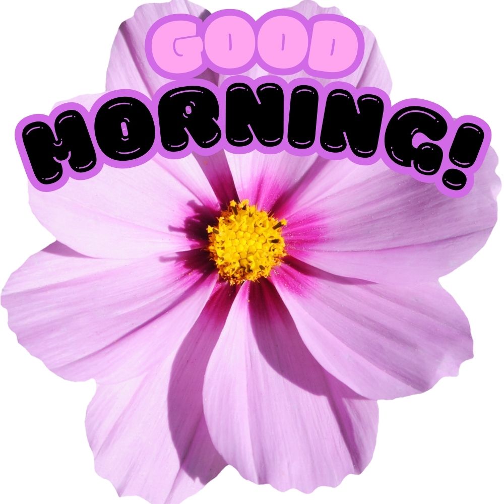 Good Morning Images With Flowers | Good Morning Images With Flowers quotes and wishes