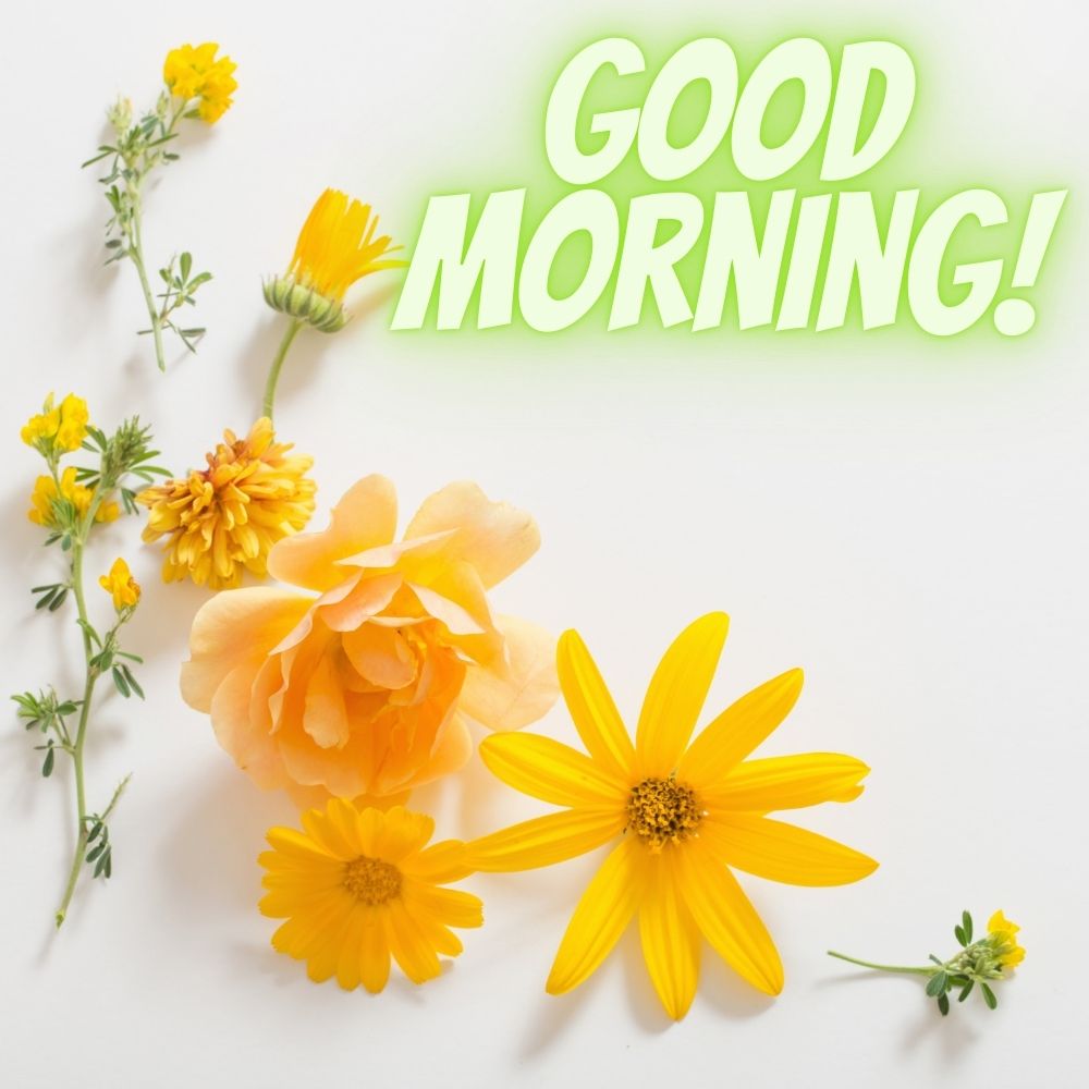 Good Morning Images With Flowers | Good Morning Images With Flowers quotes and wishes