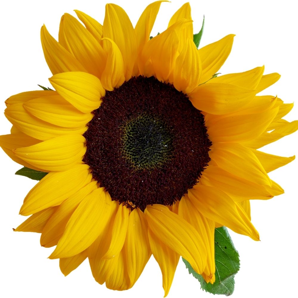 Good Morning Images With Flowers | Good Morning Images With Flowers quotes and wishes