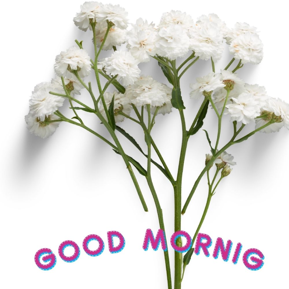 Good Morning Images With Flowers | Good Morning Images With Flowers quotes and wishes