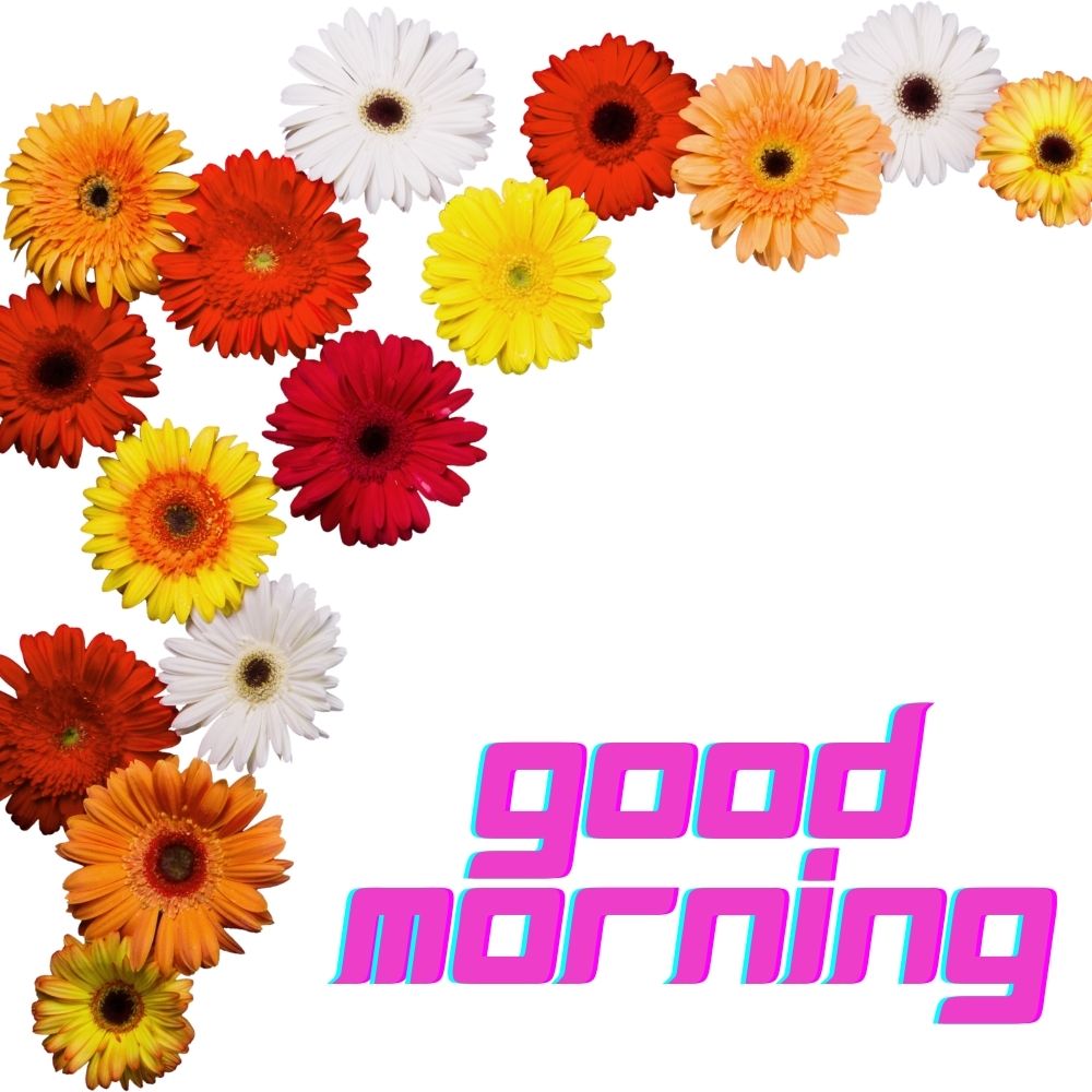Good Morning Images With Flowers | Good Morning Images With Flowers quotes and wishes