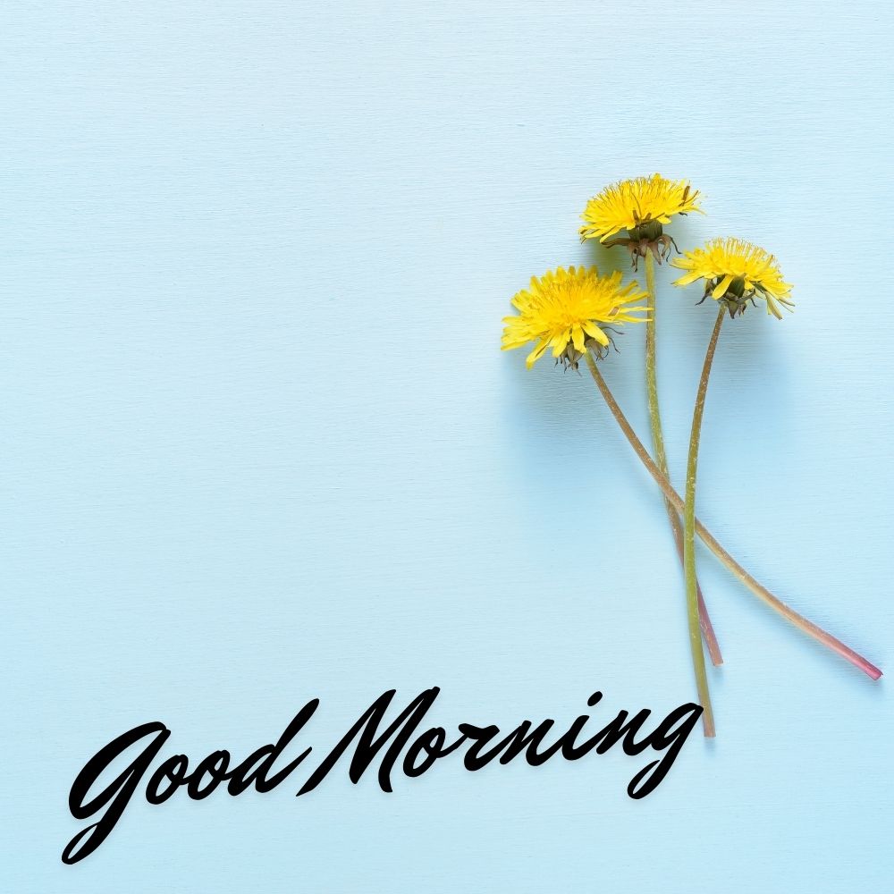 Good Morning Images With Flowers | Good Morning Images With Flowers quotes and wishes