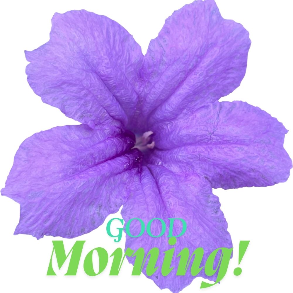 Good Morning Images With Flowers | Good Morning Images With Flowers quotes and wishes